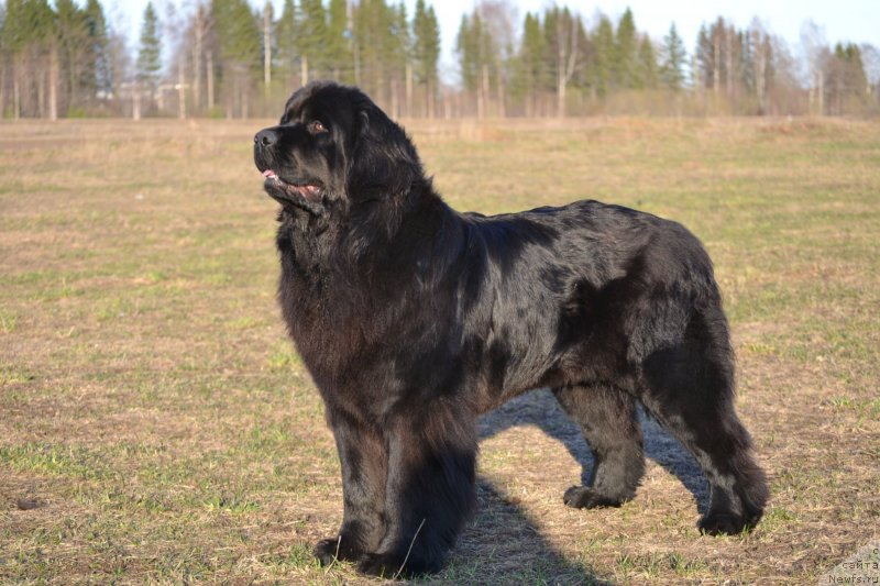 Фото: ньюфаундленд Скарлет О'Хара