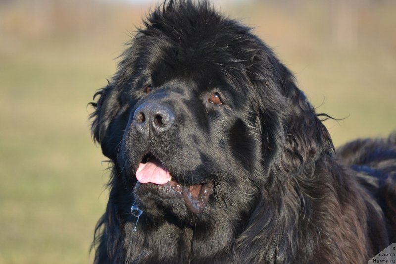 Фото: ньюфаундленд Акватория Келвин Шарлиз (Aquatoriya Kelvin Sharliz)