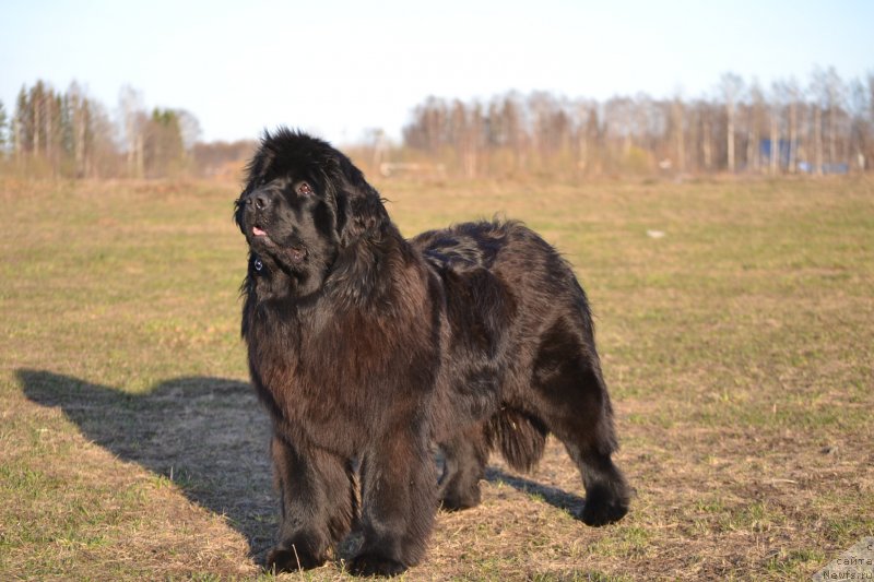 Фото: ньюфаундленд Акватория Келвин Шарлиз (Aquatoriya Kelvin Sharliz)