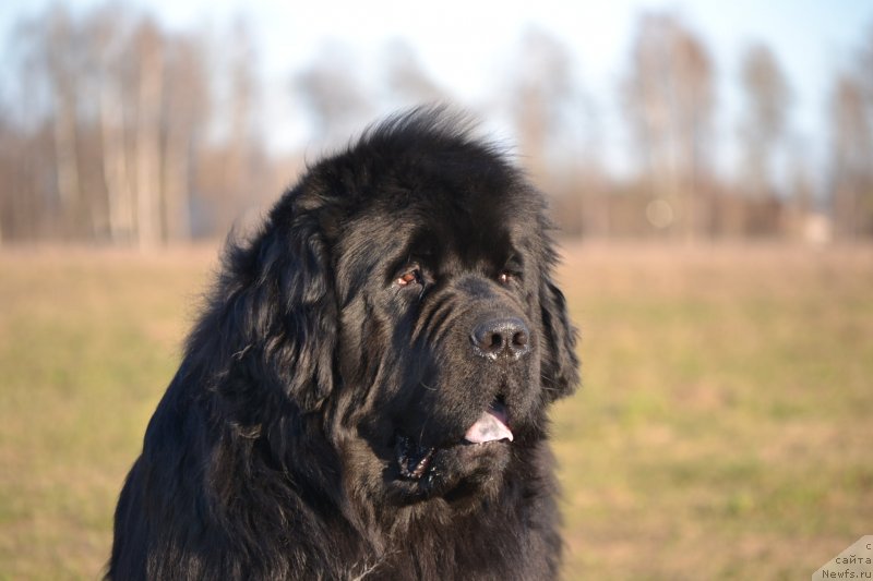 Фото: ньюфаундленд Симбад Покоритель Морей