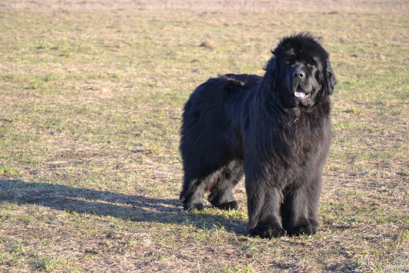 Фото: ньюфаундленд Симбад Покоритель Морей