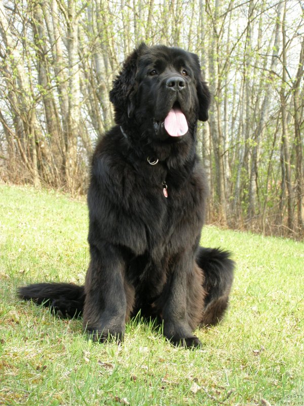 Фото: ньюфаундленд Черная Мафия Маубе Ше Вилл (Chernaya Mafia Maybe She Will)