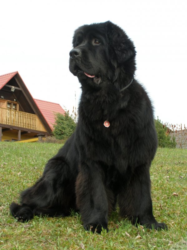 Фото: ньюфаундленд Черная Мафия Маубе Ше Вилл (Chernaya Mafia Maybe She Will)