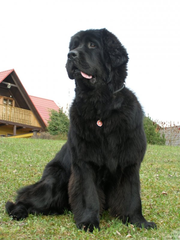 Фото: ньюфаундленд Черная Мафия Маубе Ше Вилл (Chernaya Mafia Maybe She Will)