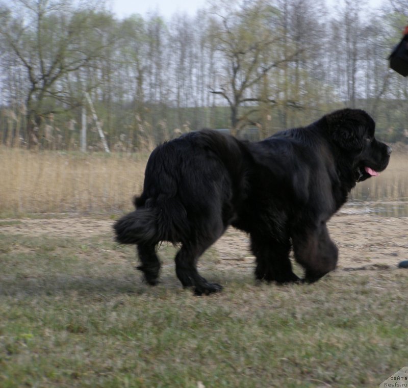 Фото: ньюфаундленд Черная Мафия Маубе Ше Вилл (Chernaya Mafia Maybe She Will)