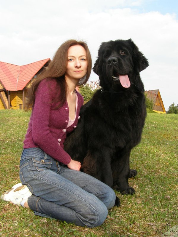 Фото: ньюфаундленд Черная Мафия Маубе Ше Вилл (Chernaya Mafia Maybe She Will), Екатерина Бернасовская