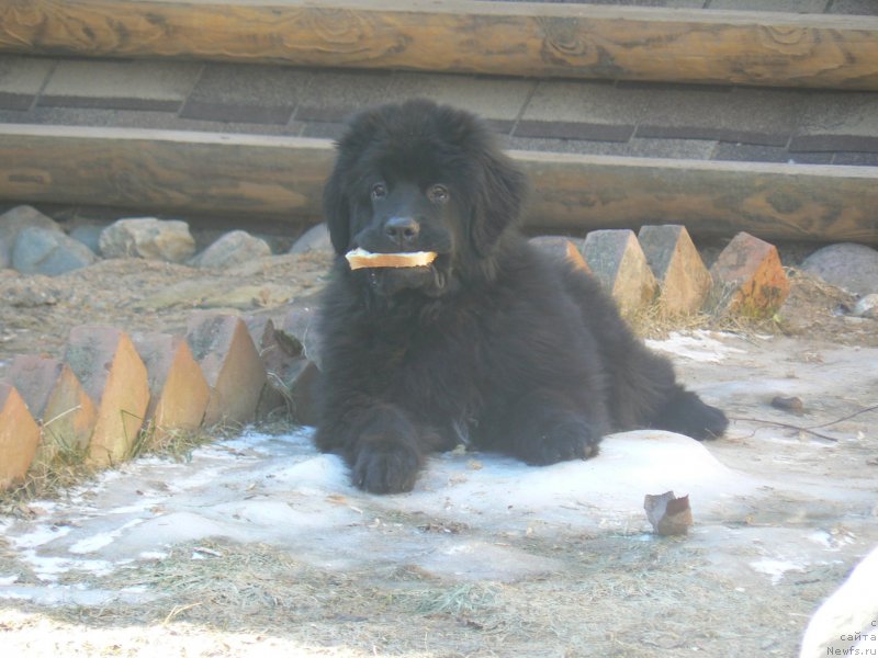 Фото: ньюфаундленд Смигар Укротительница Тигров