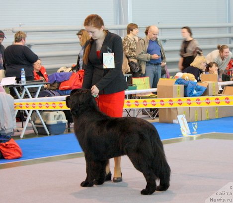 Фото: ньюфаундленд Черный Чанк с Берега Дона (Chernyj Chank s Berega Dona)