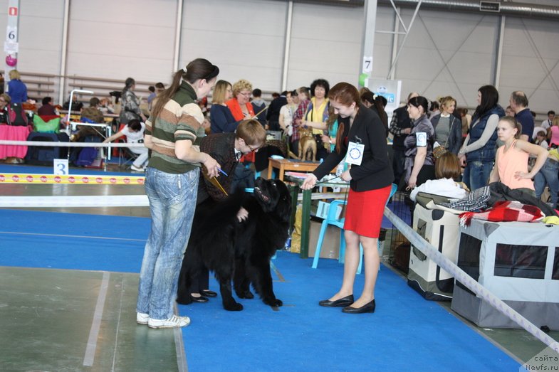 Фото: ньюфаундленд Черный Чанк с Берега Дона (Chernyj Chank s Berega Dona)