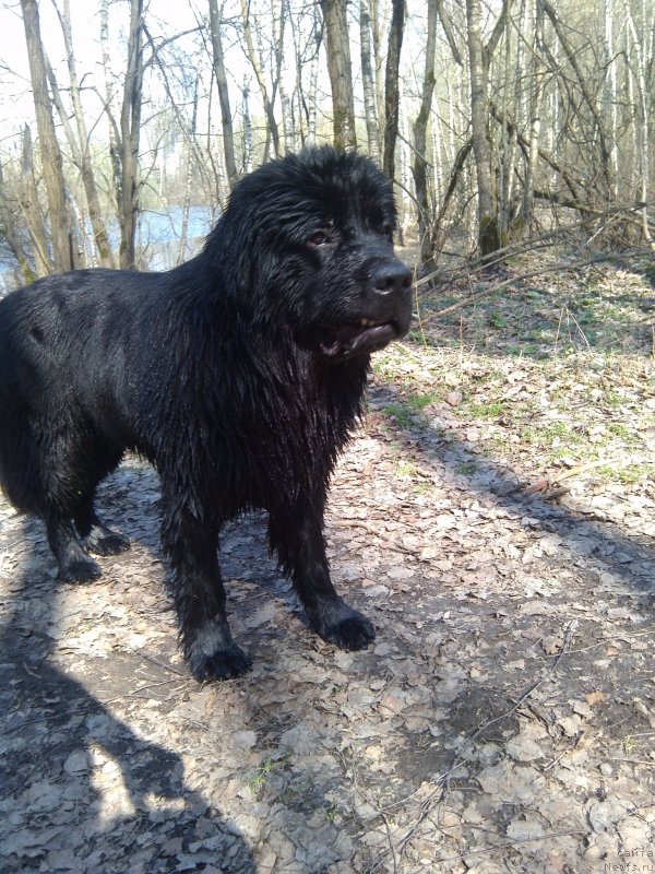 Фото: ньюфаундленд Черный Чанк с Берега Дона (Chernyj Chank s Berega Dona)