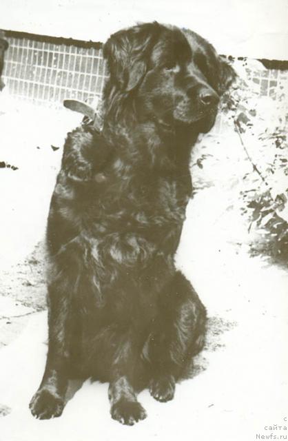 Фото: ньюфаундленд Брайда