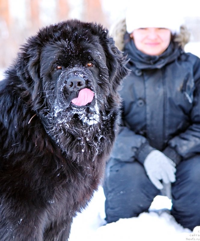 Фото: ньюфаундленд Риф из Племени Кедра