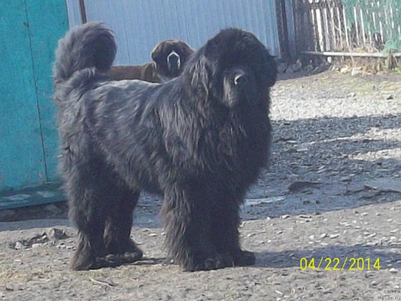 Фото: ньюфаундленд Супер Премиум Микадо (Super Premium Mikado)