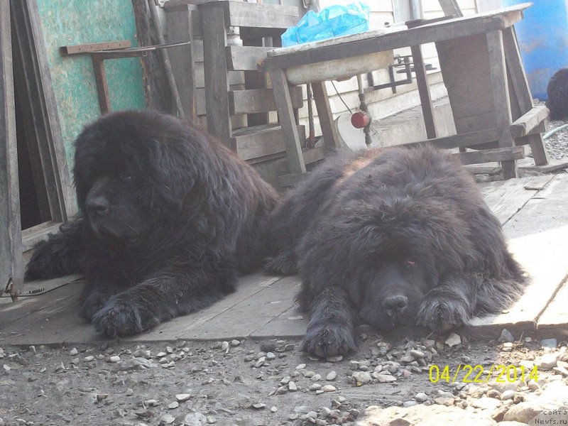 Фото: ньюфаундленд Виски Ред Лейбл Вепс (Viski Red Label Veps), ньюфаундленд Супер Премиум Нао Дел Трато