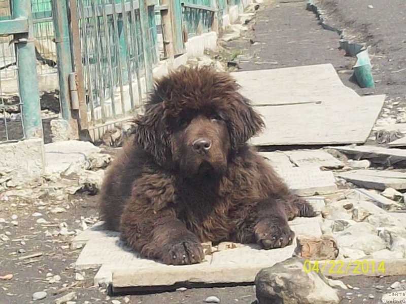 Фото: ньюфаундленд Ньюфорт Ю'Северино