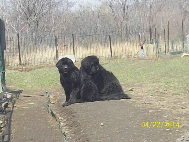 Фото: ньюфаундленд Супер Премиум Нао Дел Трато, ньюфаундленд Супер Премиум Немессис