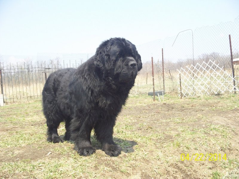 Фото: ньюфаундленд Вито Качо Ферл (Vito Kacho Ferl)