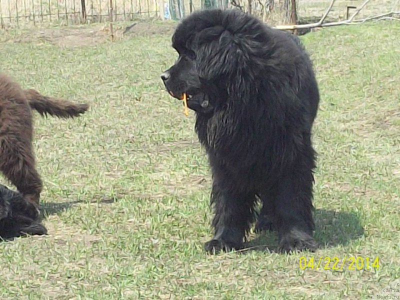 Фото: ньюфаундленд Супер Премиум Нао Дел Трато