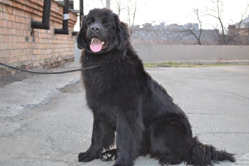 Фото: ньюфаундленд Талисман Моря Магия Волн