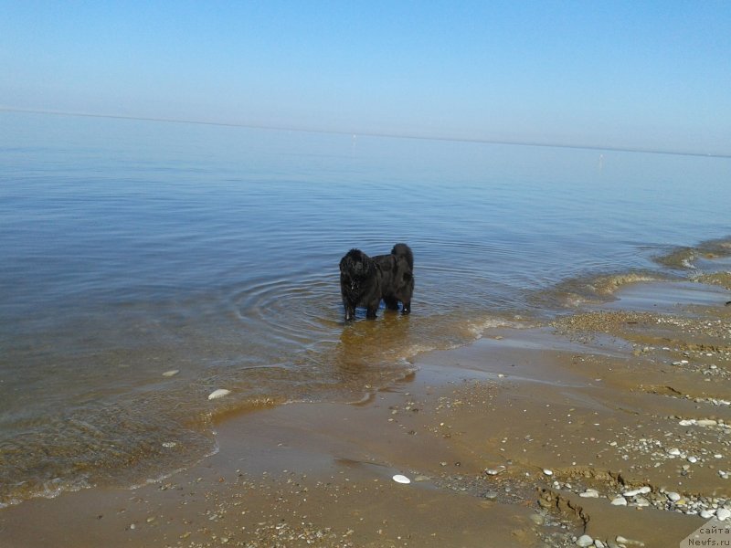 Фото: ньюфаундленд Фанньюф Жемапель Мадам Нуар (Funnewf Jemapel Madam Nuar)
