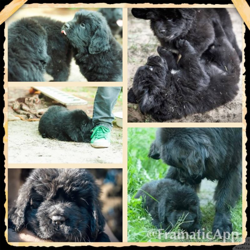 Фото: ньюфаундленд Смигар Ливерпульский Четвертак (Smigar Liverpulsiy Chetvertak), ньюфаундленд Смигар Лав Стори (Smigar Love Story), ньюфаундленд Смигар Лакост, ньюфаундленд Смигар Ла Рошаль, ньюфаундленд Смигар Легенда Весны (Smigar Legenda Vesny), ньюфаундленд Смигар Лариста Бьюти, ньюфаундленд Смигар Лаки Страйк, ньюфаундленд Смигар Львиное Сердце, ньюфаундленд Смигар Ланком Визаж