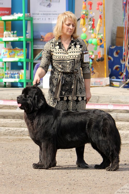 Фото: ньюфаундленд Элберет Звездная от Сибирского Медведя