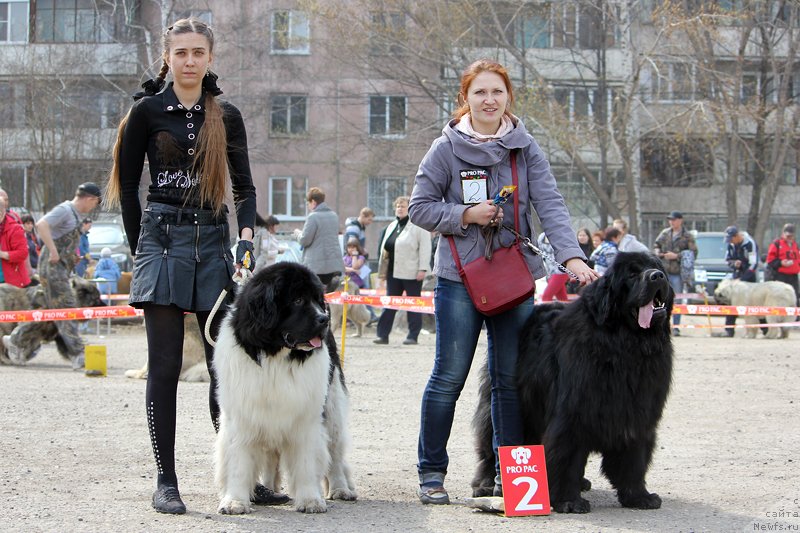 Фото: ньюфаундленд Фиаметтахауз Саргас Скорпиона, ньюфаундленд Фиаметтахауз Рас Альхаги