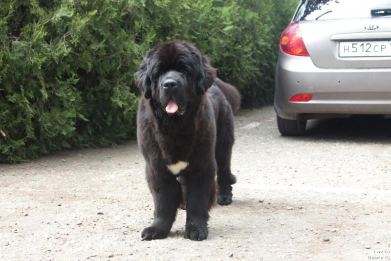 Фото: ньюфаундленд Бегущая по Волнам Елегант Елизабетх