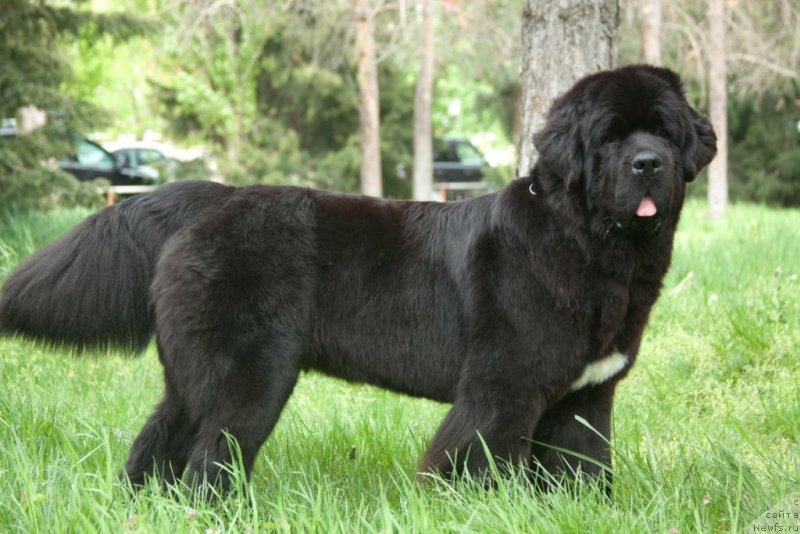 Фото: ньюфаундленд Бегущая по Волнам Елегант Елизабетх