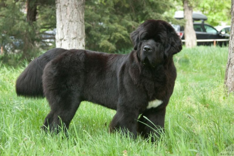 Фото: ньюфаундленд Бегущая по Волнам Елегант Елизабетх