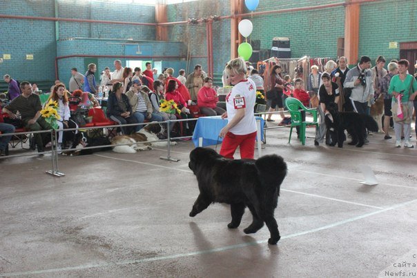 Фото: ньюфаундленд Амбер Чарм Иларита (Amber Charm Ilarita)