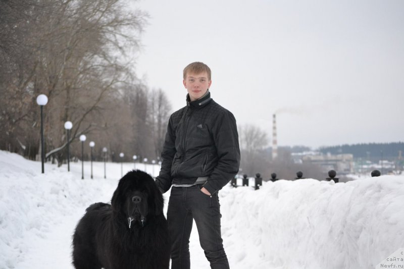 Фото: ньюфаундленд Симбад Покоритель Морей