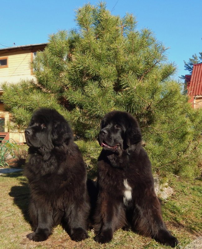 Фотография № 151660