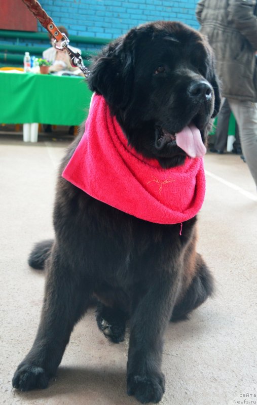 Фото: ньюфаундленд Амбер Чарм Иларита (Amber Charm Ilarita)