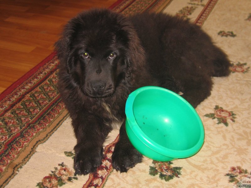 Фотография № 151685