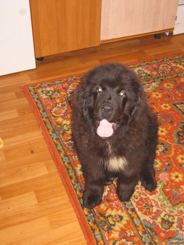 Фотография № 151686