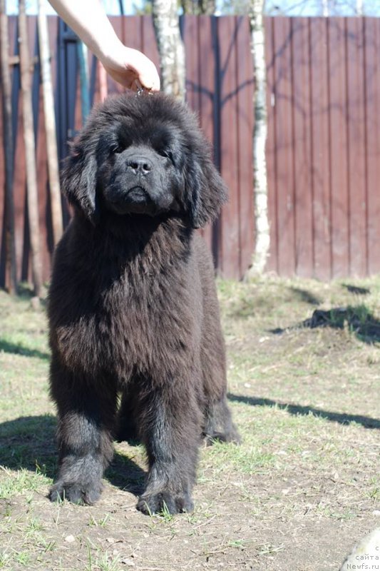 Фото: ньюфаундленд Эмоция из Антаграда (Emotsia iz Antagrada)