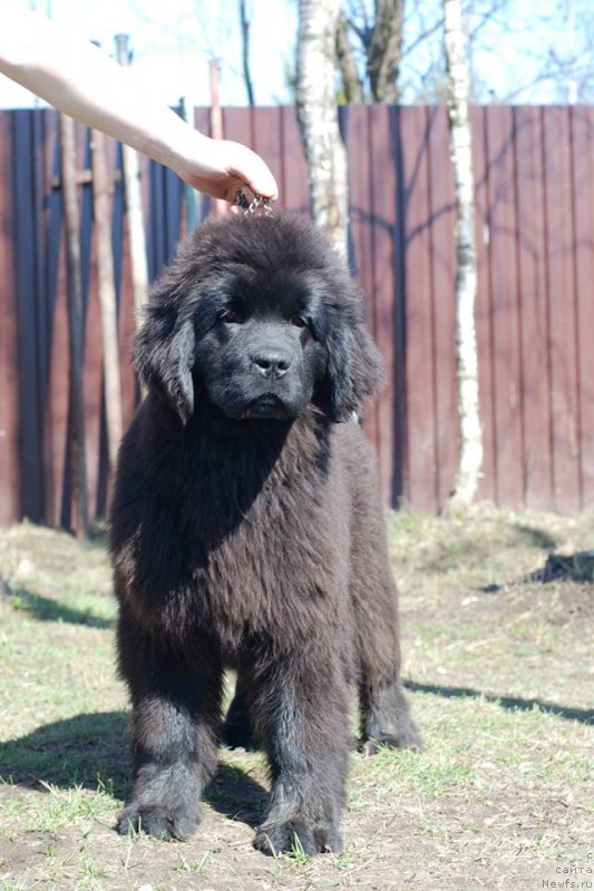 Фото: ньюфаундленд Эмоция из Антаграда (Emotsia iz Antagrada)