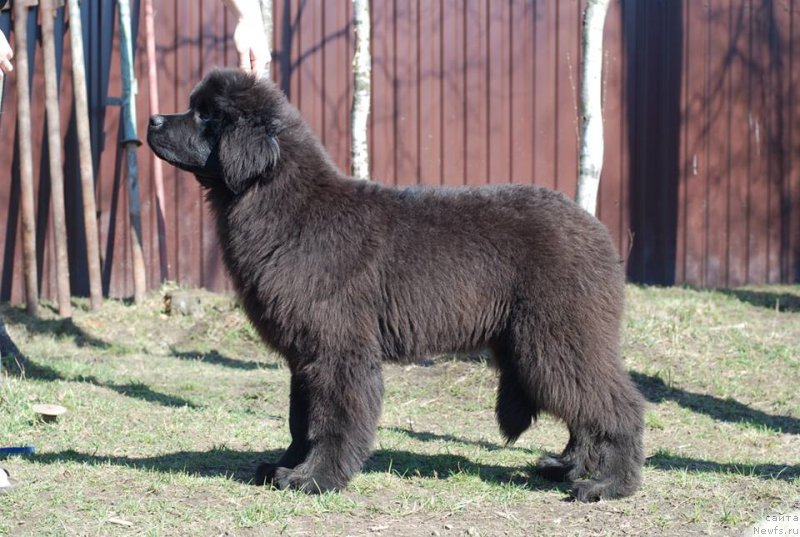 Фото: ньюфаундленд Эмоция из Антаграда (Emotsia iz Antagrada)