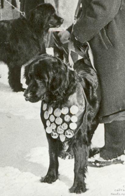 Фото: ньюфаундленд Рула