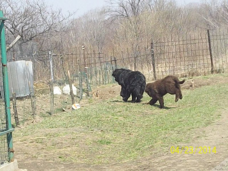 Фото: ньюфаундленд Супер Премиум Немессис, ньюфаундленд Ньюфорт Ю'Северино