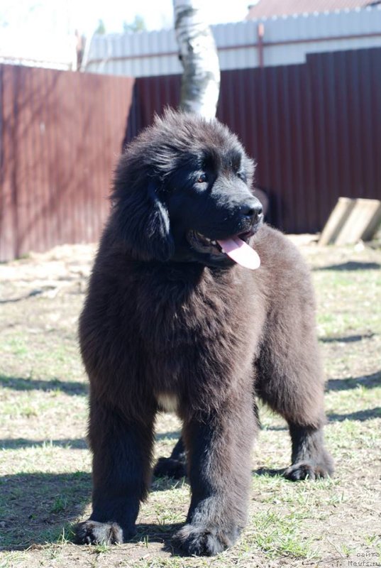 Фото: ньюфаундленд Эмансипация из Антаграда (Emansipatsia is Antagrada)