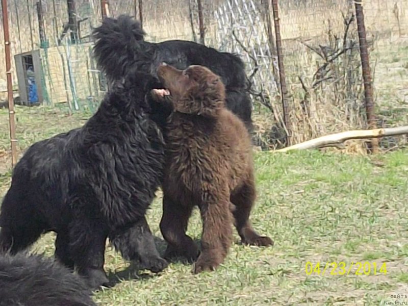 Фото: ньюфаундленд Супер Премиум Немессис, ньюфаундленд Ньюфорт Ю'Северино