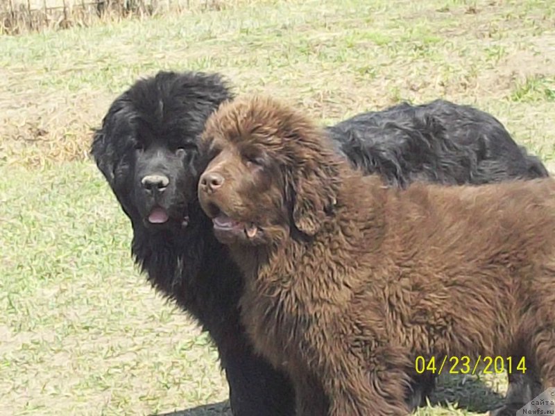 Фото: ньюфаундленд Супер Премиум Немессис, ньюфаундленд Ньюфорт Ю'Северино