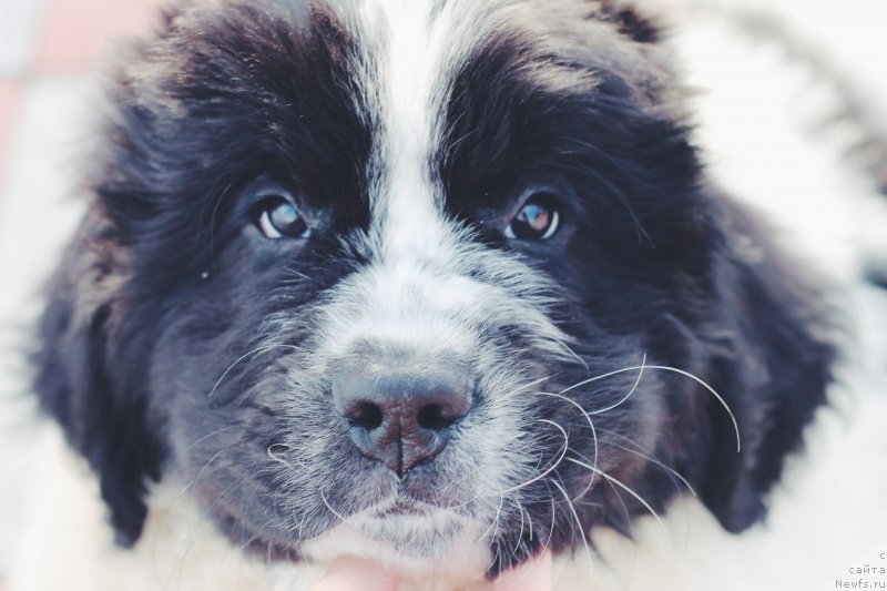 Фото: ньюфаундленд Адонис от Сибирского Медведя