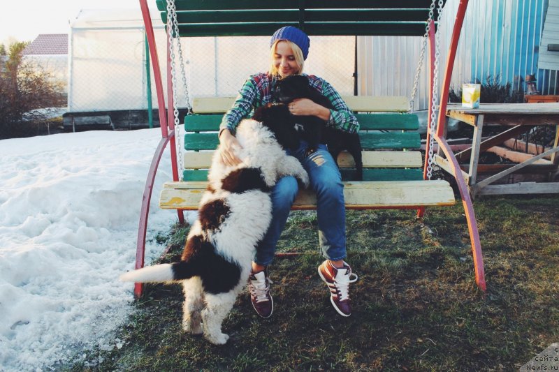 Фото: ньюфаундленд Адонис от Сибирского Медведя