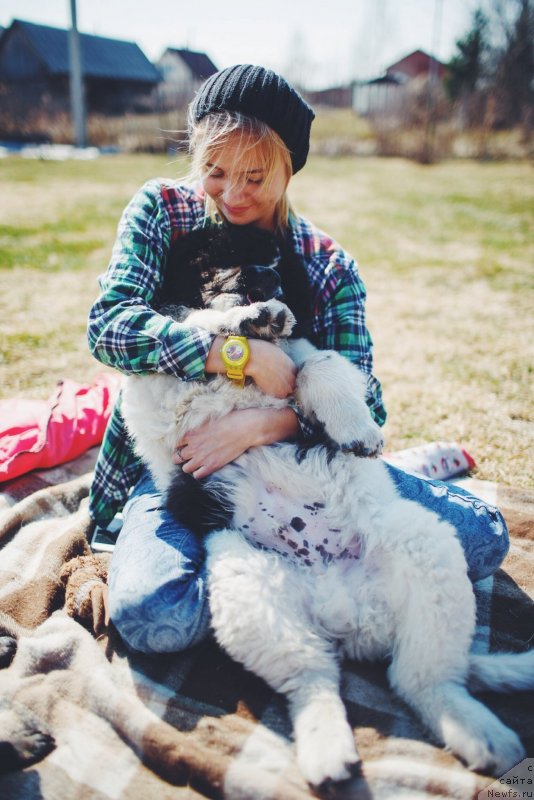 Фото: ньюфаундленд Адонис от Сибирского Медведя