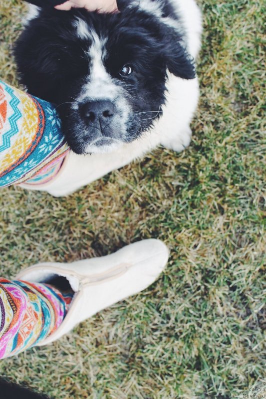 Фото: ньюфаундленд Адонис от Сибирского Медведя