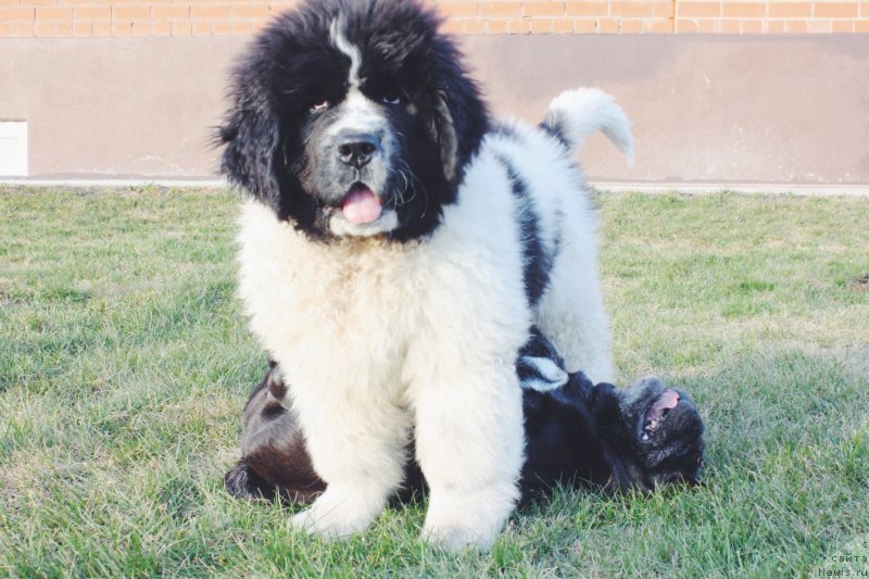Фото: ньюфаундленд Адонис от Сибирского Медведя