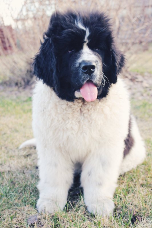Фото: ньюфаундленд Адонис от Сибирского Медведя